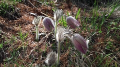 Pulsatilla vernalis