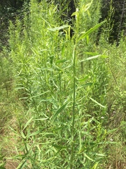 Baccharis neglecta