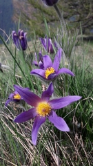 Pulsatilla halleri