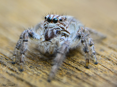 Megafreya sutrix