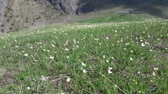 Ranunculus kuepferi