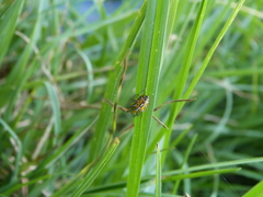 Alpaida variabilis