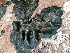 Codium adhaerens
