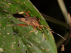 Spathophora biclavata