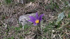 Pulsatilla halleri