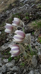 Pulsatilla vernalis