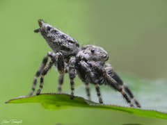 Metaphidippus albopilosus