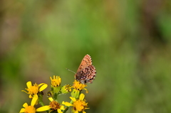 Callophrys eryphon
