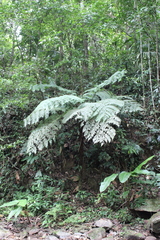 Cyathea fulva