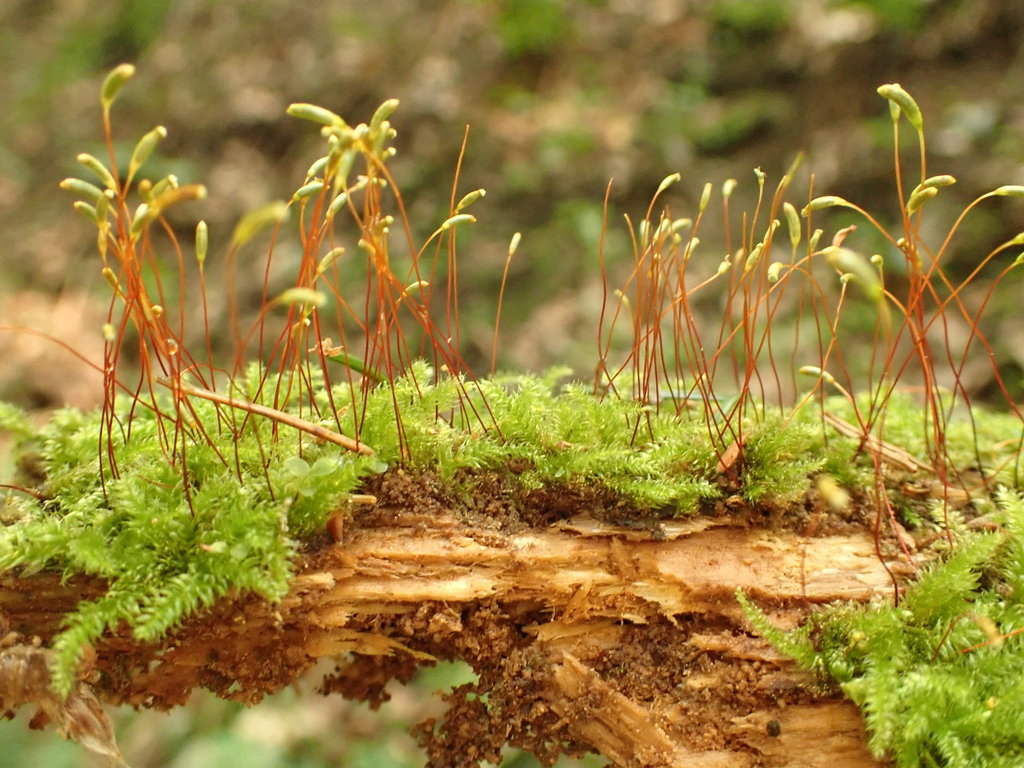 Silesian Feather-moss