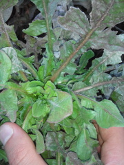 Magnoliopsida