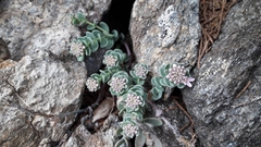 Aethionema thomasianum