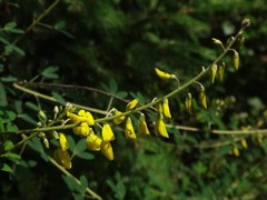 Cytisus nigricans
