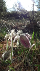 Pulsatilla vernalis