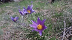 Pulsatilla halleri