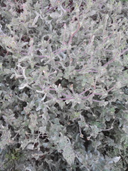 Magnoliopsida