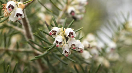 Erica canariensis Rivas Mart., Martín Osorio & Wildpret