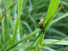 Alpaida variabilis