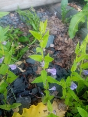 Scutellaria galericulata