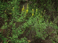 Cytisus nigricans