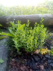 Scutellaria galericulata