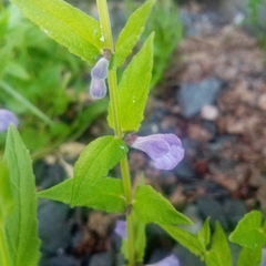 Scutellaria galericulata