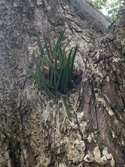 Brassavola nodosa