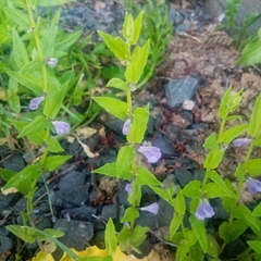 Scutellaria galericulata
