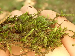 Rhynchostegium murale