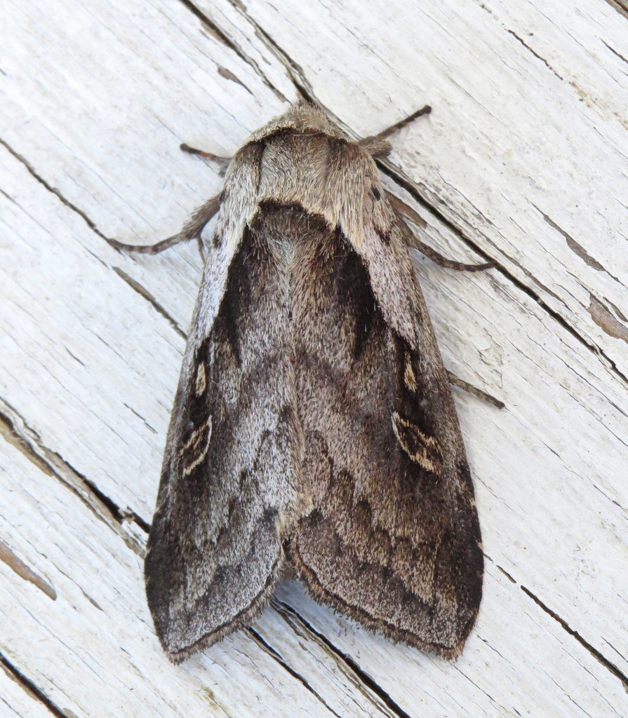 Narrow-leaved Cattail Diver Moth