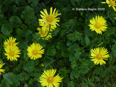 Doronicum columnae