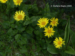 Doronicum columnae
