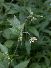 Geum canadense × rivale