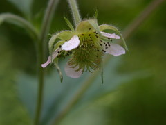 Geum canadense × rivale
