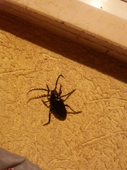 Prionus besikanus