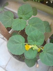 Ibicella lutea