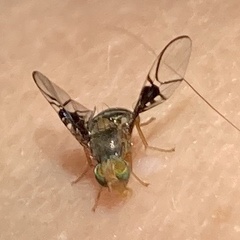 Anomoia purmunda