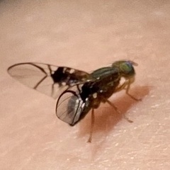 Anomoia purmunda
