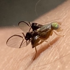 Anomoia purmunda
