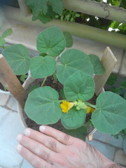 Ibicella lutea