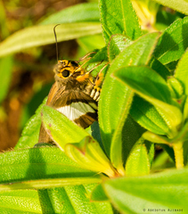 Coeliades forestan forestan