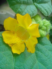 Ibicella lutea
