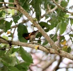 Setophaga ruticilla