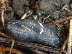 Tandonia budapestensis