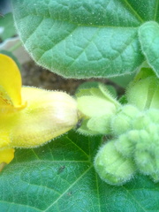 Ibicella lutea
