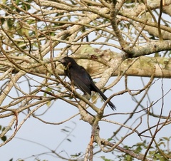 Crotophaga sulcirostris