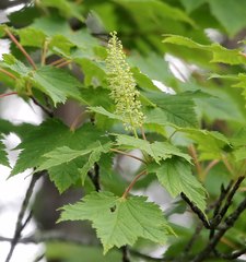 Acer ukurunduense