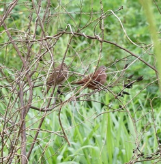 Columbina talpacoti