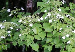 Hydrangea petiolaris