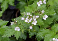 Cardamine appendiculata